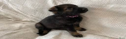 German Shepherd dogs for sale: GERMAN SHEPHERD PUPS WORKING LINE in Wigan - Advert 4