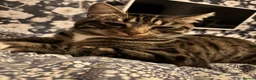 Mixed Breed cats for sale: For the perfect home x  - Advert 3