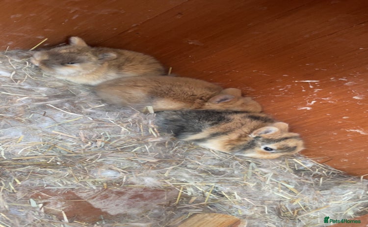 Mixed Breed rabbits - Advert 3