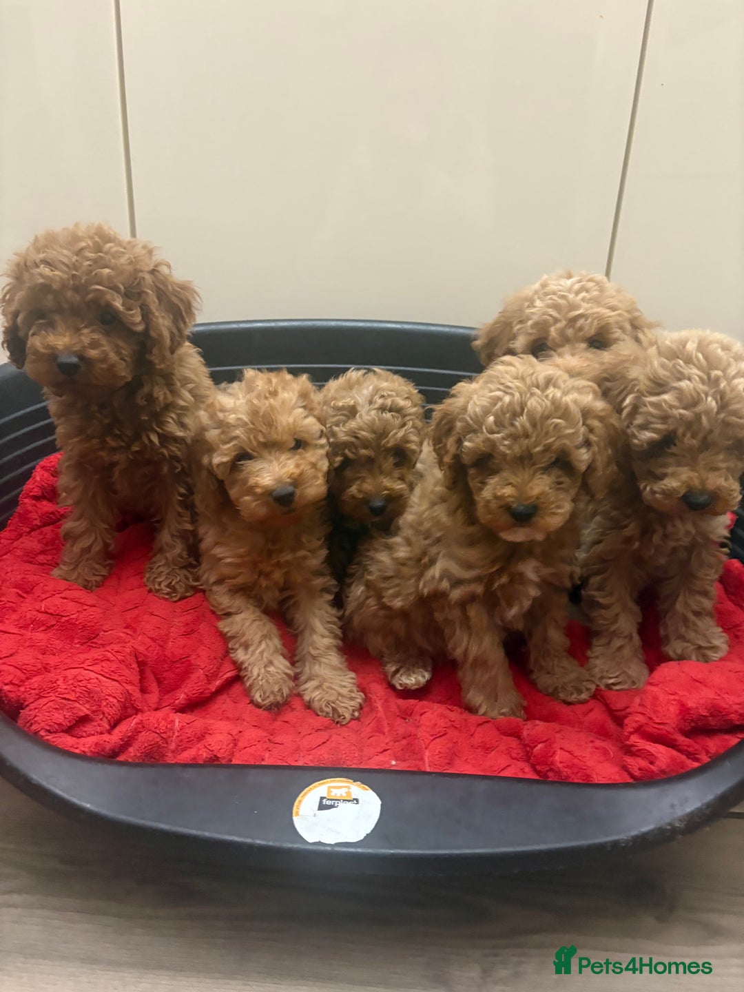 Miniature Poodle dogs for sale: Miniature poodle puppies  - Advert 8