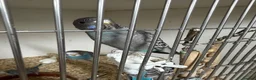 Budgerigars birds for sale: Bf, split bf, cockatiel, normals and canary - Advert 3