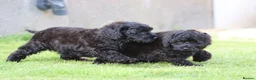 Cavapoo dogs for sale: Beautiful Cavapoo puppies for sale - Advert 27