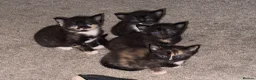 Mixed Breed cats for sale: 4 kittens  in Bristol - Advert 14