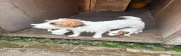 Jack Russell dogs for sale: 3 female Jack Russell puppies ready to go - Advert 22