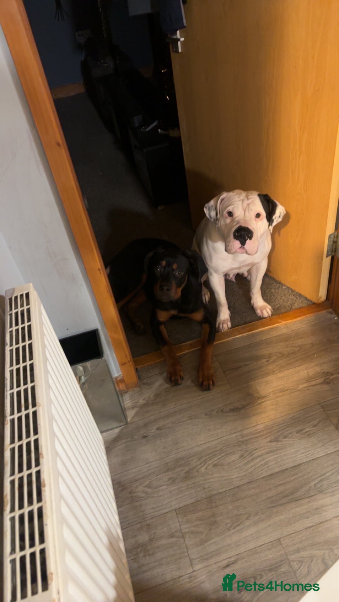 Mixed Breed dogs for sale: Cane corso x rotti - Advert 1