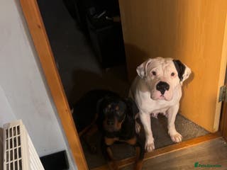 Mixed Breed dogs Cane corso x rotti - Advert 1