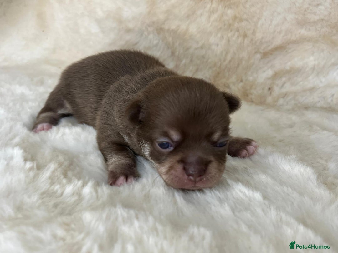 Chihuahua dogs for sale: Chihuahua 2 boys. Chocolate and black  - Image 4