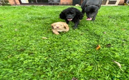 Cocker Spaniel dogs for sale: KC registered cocker spaniel pups for sale  - Image 20