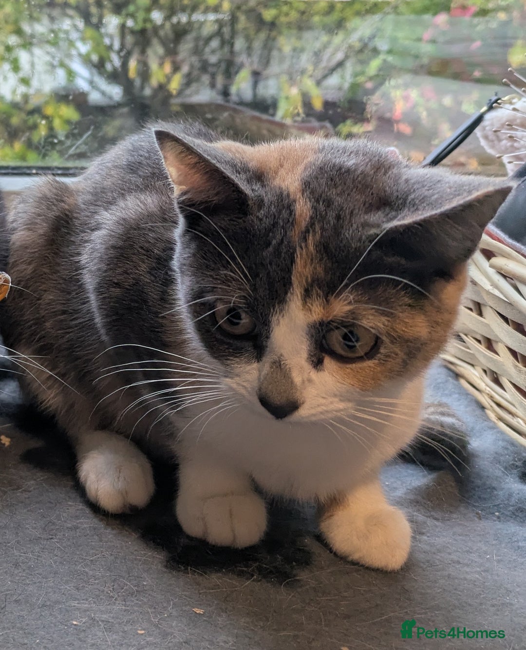 British Shorthair cats for sale: Calico Kitten - Advert 2