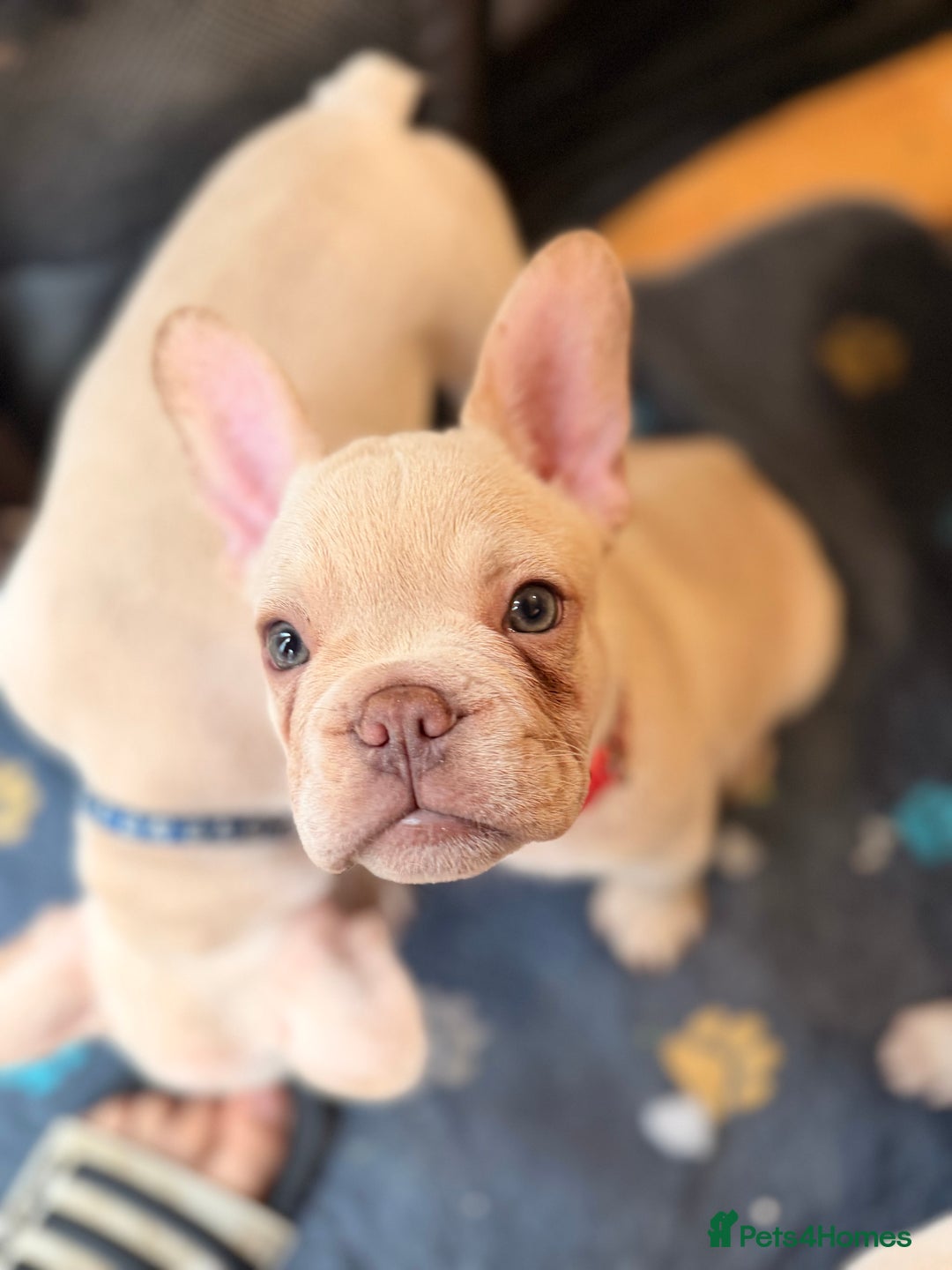 French Bulldog dogs for sale: Beautiful French Bulldog Puppies - Advert 4