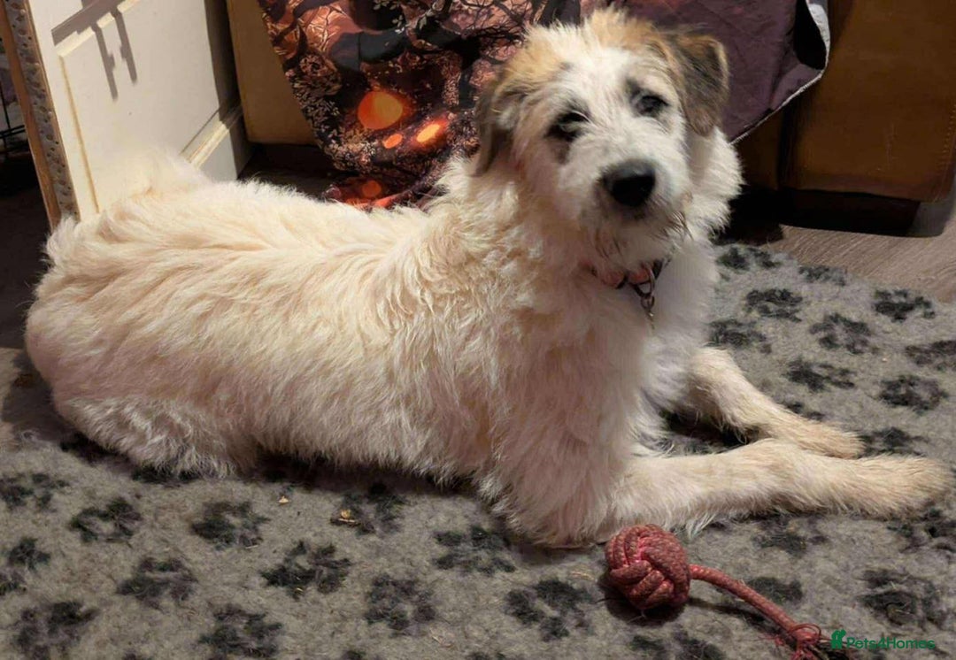 Lurcher dogs for adoption: KALLIE-friendly&playful girl/loves dogs/energetic - Advert 15