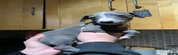 Whippet dogs for sale: Blue Kennel Club Registered Whippet puppies  - Advert 20