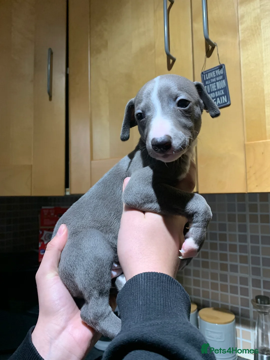 Whippet dogs for sale: Blue Kennel Club Registered Whippet puppies  - Advert 20