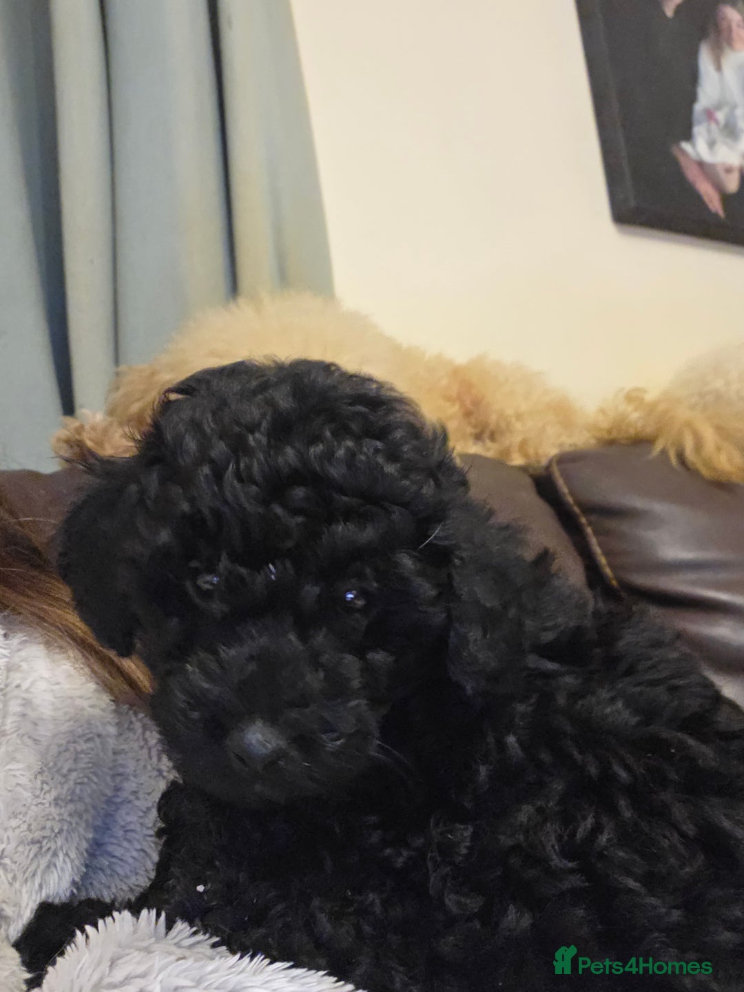 Toy Poodle dogs for sale: Kc reg toy poodles  - Advert 4