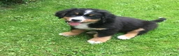 Bernese Mountain Dog dogs for sale: 2 Active Bloodline Bernese Mountain Dog Puppies in Glasgow - Advert 1