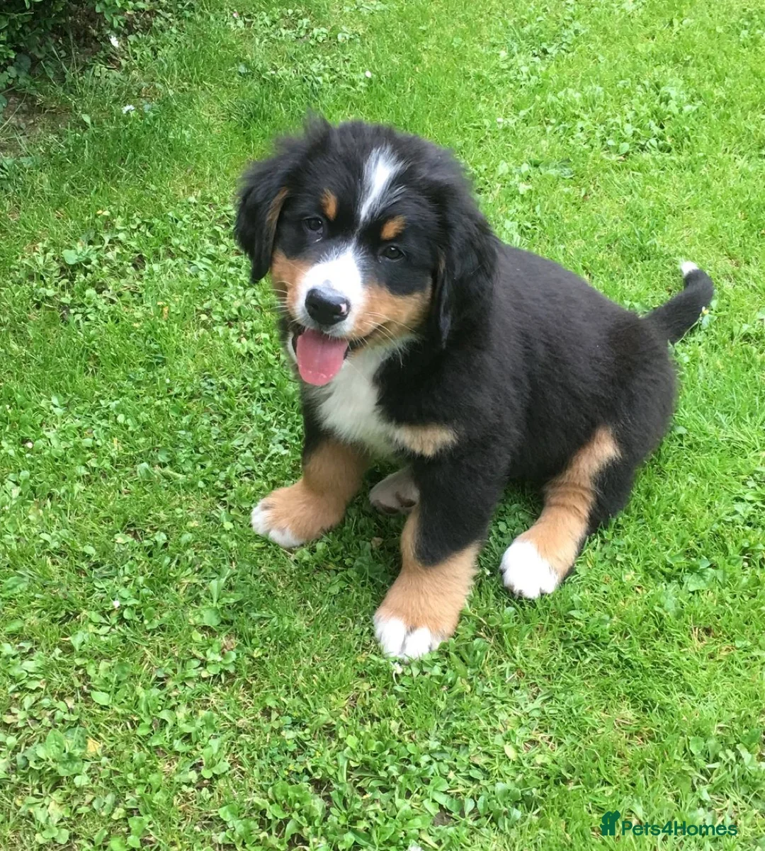 Bernese Mountain Dog dogs for sale: 2 Active Bloodline Bernese Mountain Dog Puppies in Glasgow - Advert 1