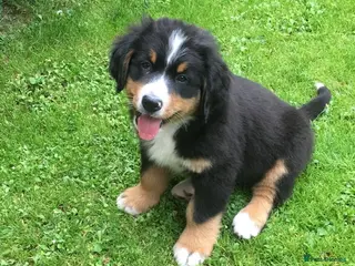 Bernese Mountain Dog dogs 2 Active Bloodline Bernese Mountain Dog Puppies - Advert 2