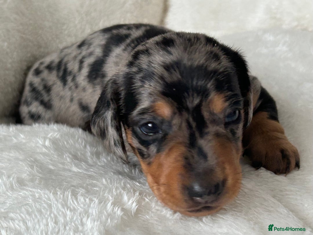 Miniature Dachshund dogs for sale: 1 boy left beautiful silver dapple boys  - Image 7