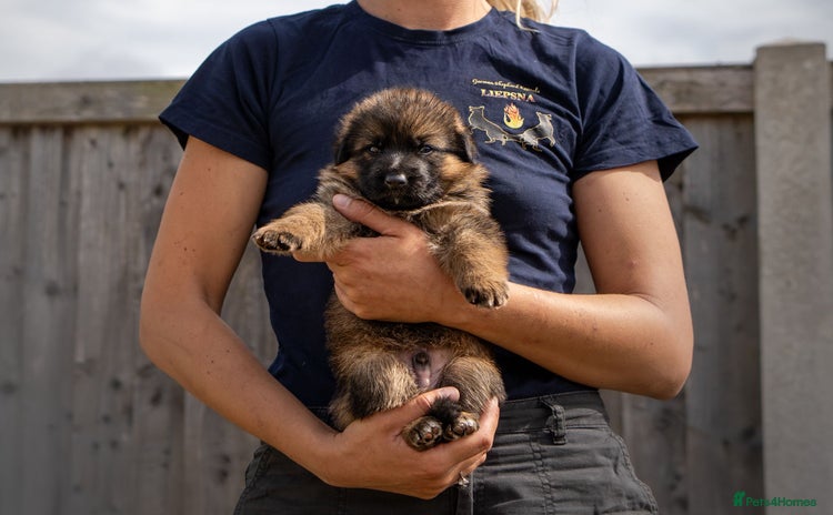 German Shepherd dogs - Advert 2