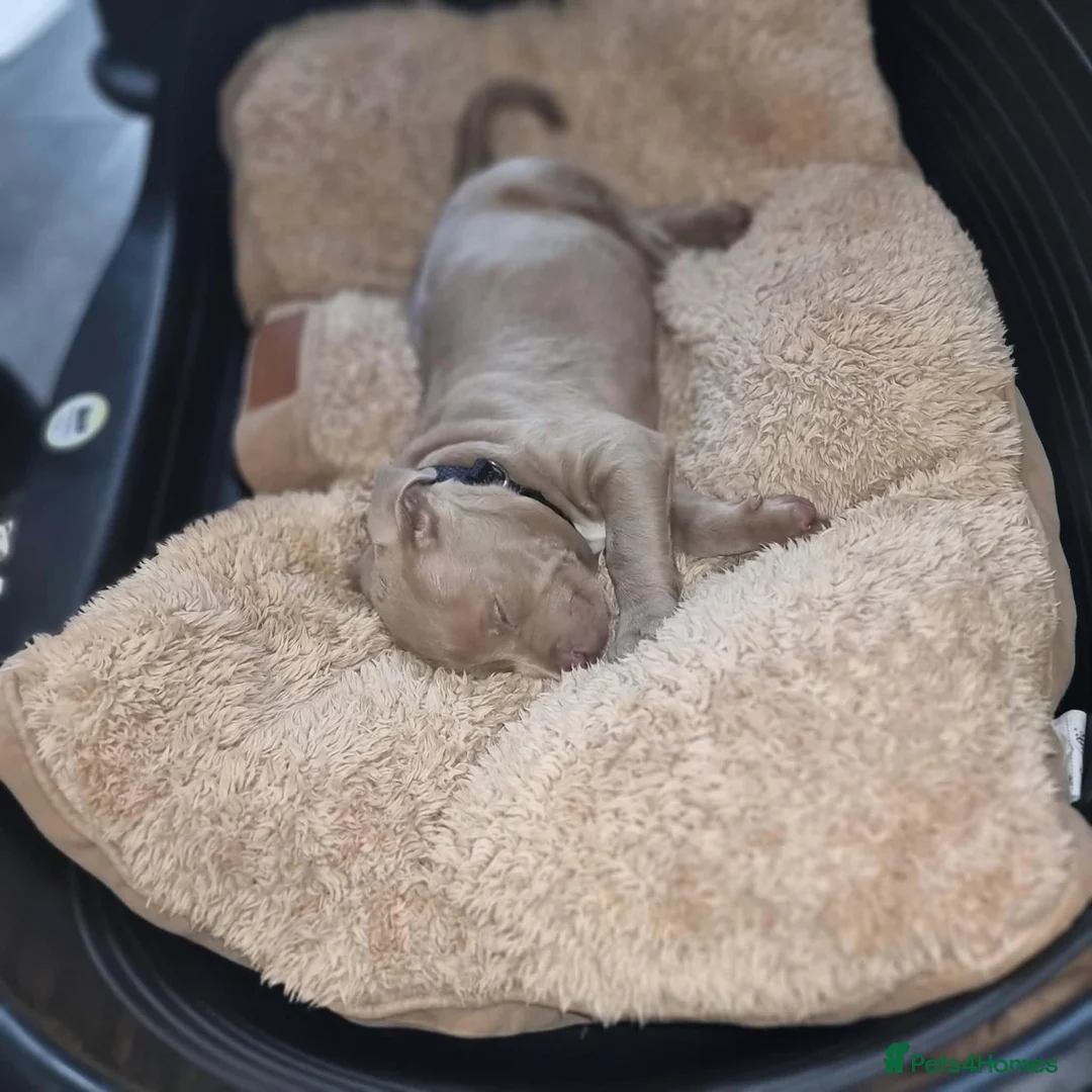 Mixed Breed dogs for sale: Russo-Bear in Warrington - Advert 2