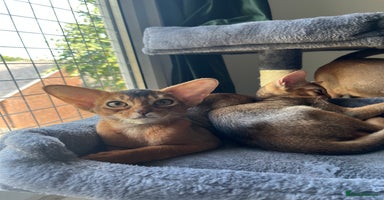 Abyssinian cats in Northwood - Advert 2