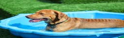 Mixed Breed dogs for adoption: Cute Oso - Advert 9