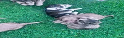 Cockapoo dogs for sale: Cockapoo puppies  - Advert 15