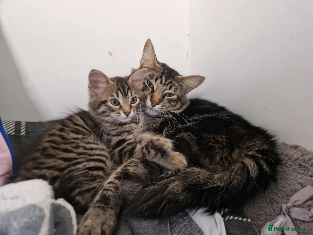 Mixed Breed cats for sale: Male Kitten in need of home in Plymouth - Advert 2