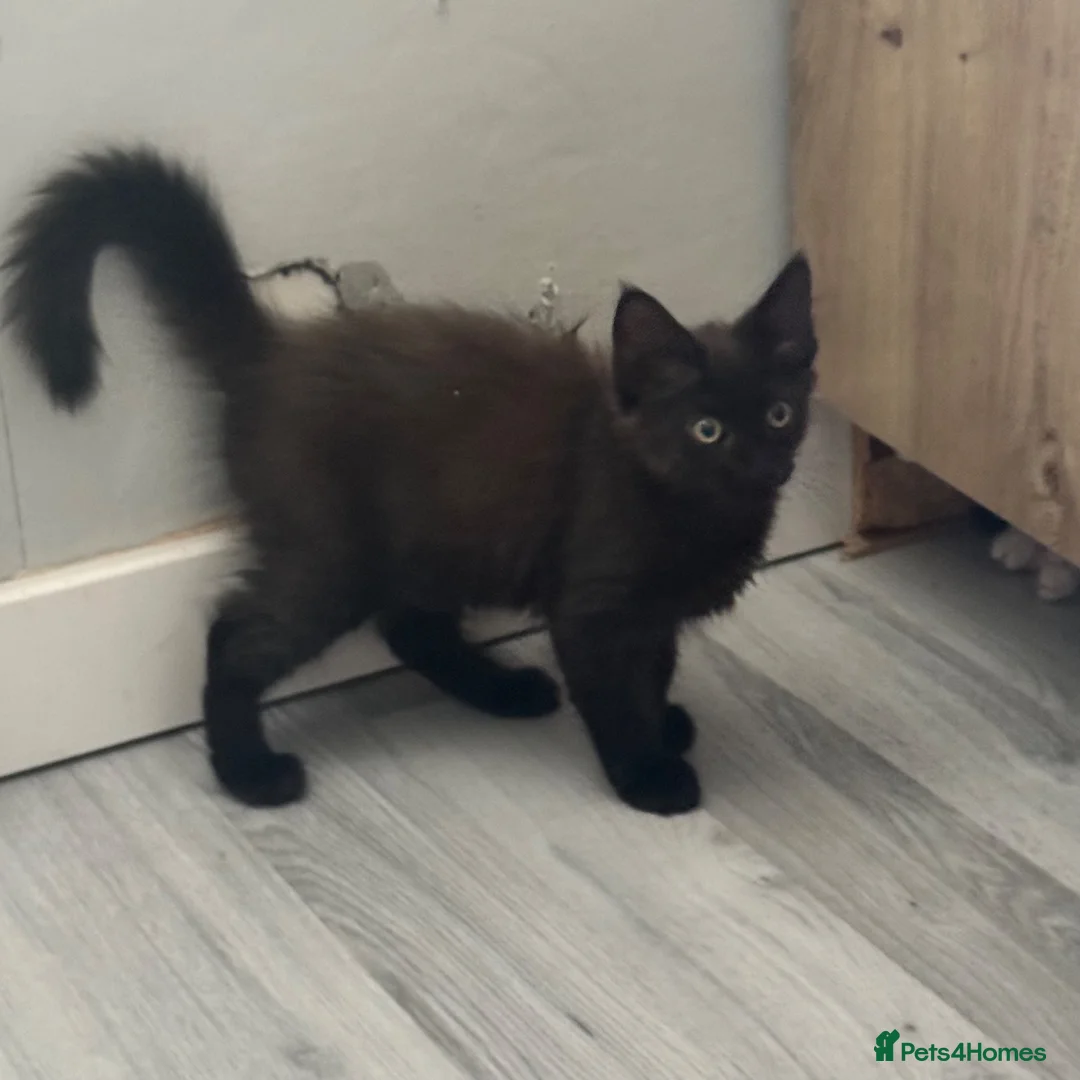 Mixed Breed cats for sale: Half Maine coon kittens  - Advert 2