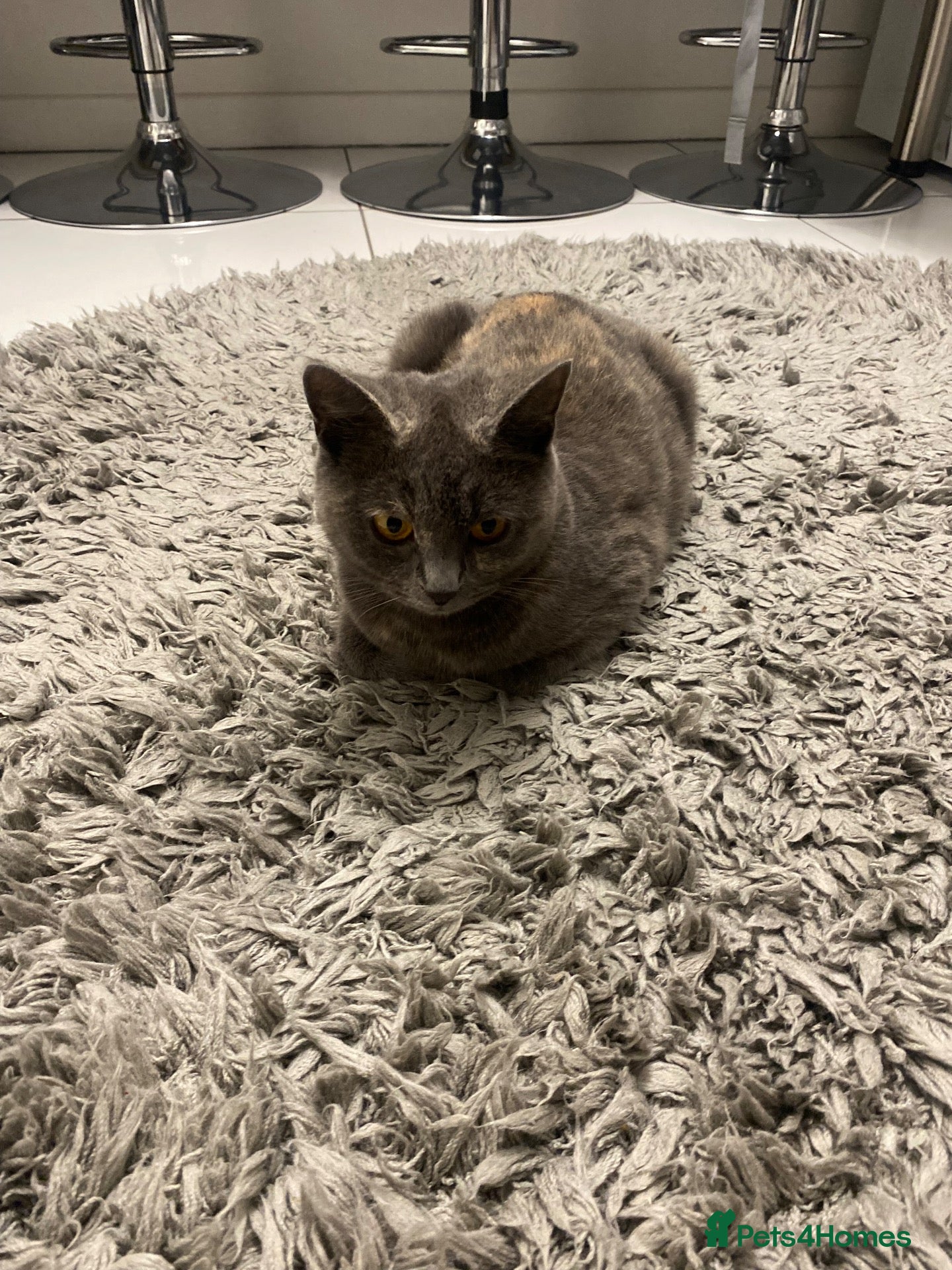 Mixed Breed cats 🌟 beautiful mixed breed kittens for sale  - Advert 11