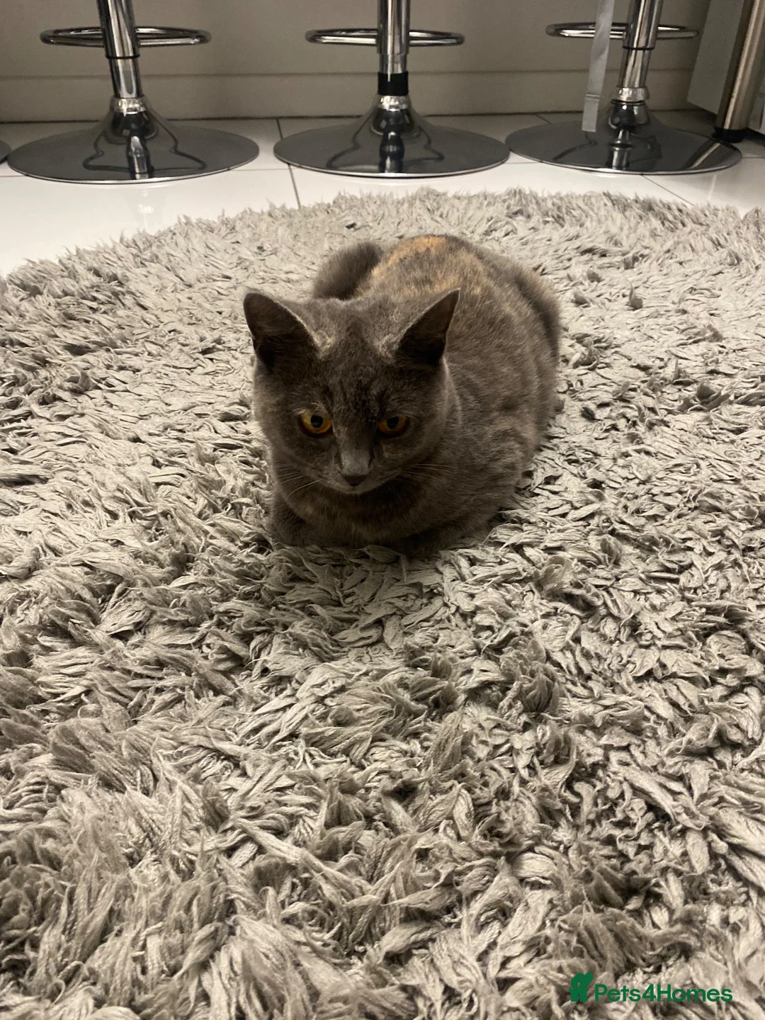 Mixed Breed cats for sale: 🌟 beautiful mixed breed kittens for sale  in Cullompton - Advert 1