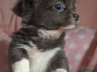 Chihuahua dogs Ready now 2 girls 1 boy long coat chihuahua pups - Advert 14