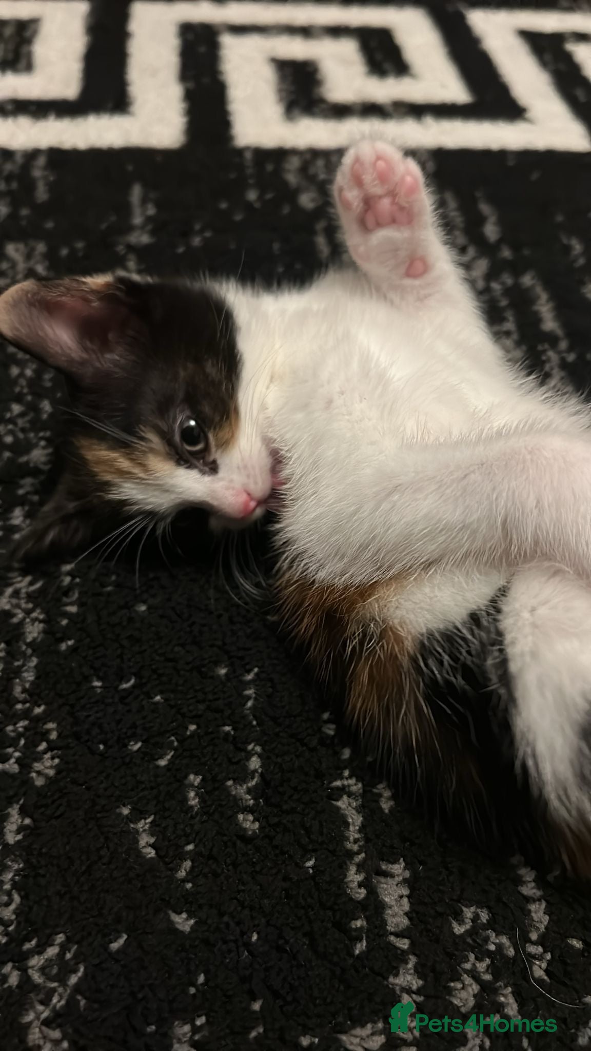 Mixed Breed cats One girl calico kitten left  - Advert 8