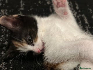 Mixed Breed cats One girl calico kitten left - Advert 4