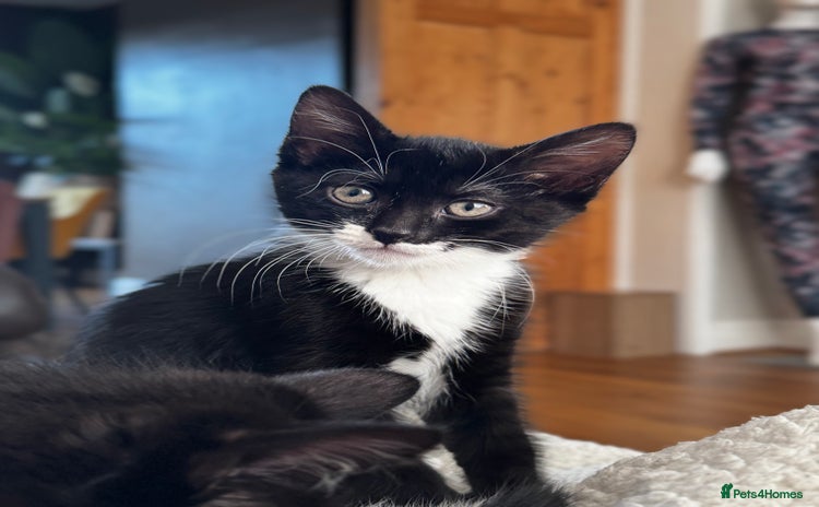 Domestic Shorthair cats - Advert 6