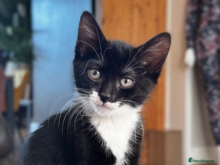 Domestic Shorthair cats - Advert 2