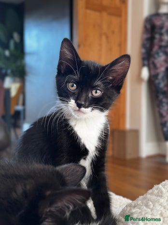 Domestic Shorthair cats - Advert 12