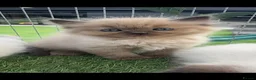 Ragdoll cats for sale: Full breed ragdoll kittens mink - Advert 15
