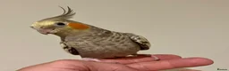 Cockatiels birds for sale: Bonded pair cockatiels  in Thirsk - Advert 3