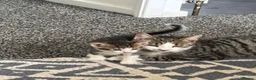 Mixed Breed cats for sale: Carter  - Advert 3