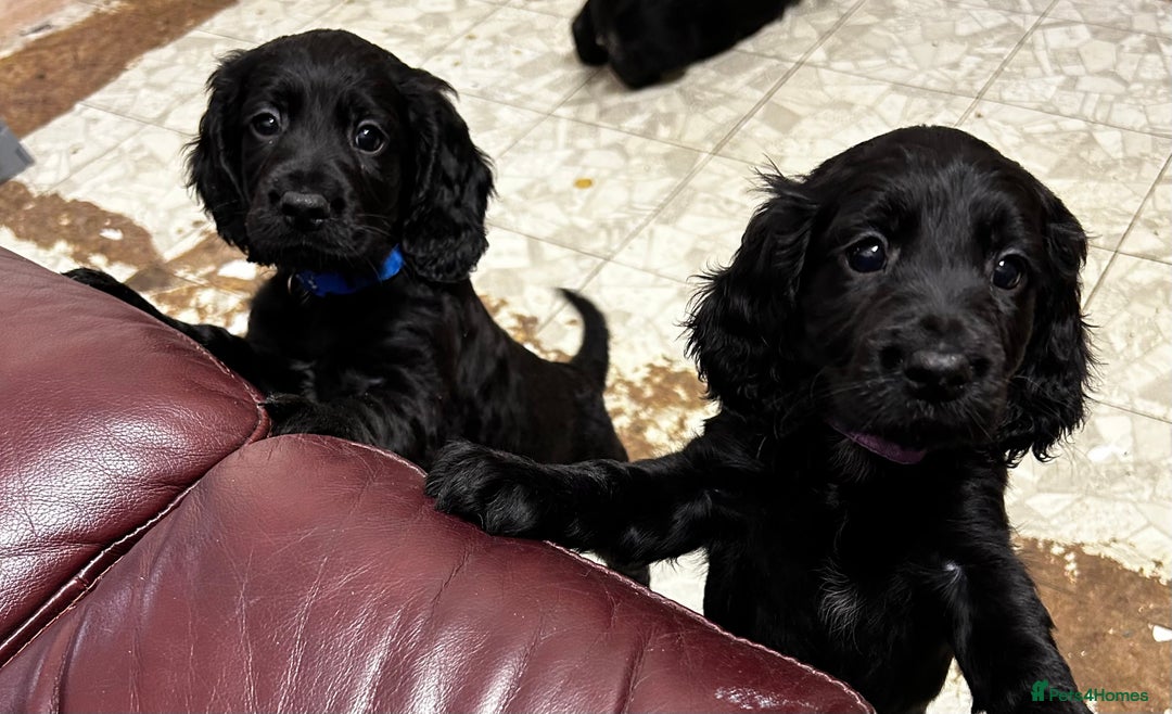 Cocker Spaniel dogs for sale: ✨ Cuddles Await from our Cocker Spaniel Pups  - Advert 17