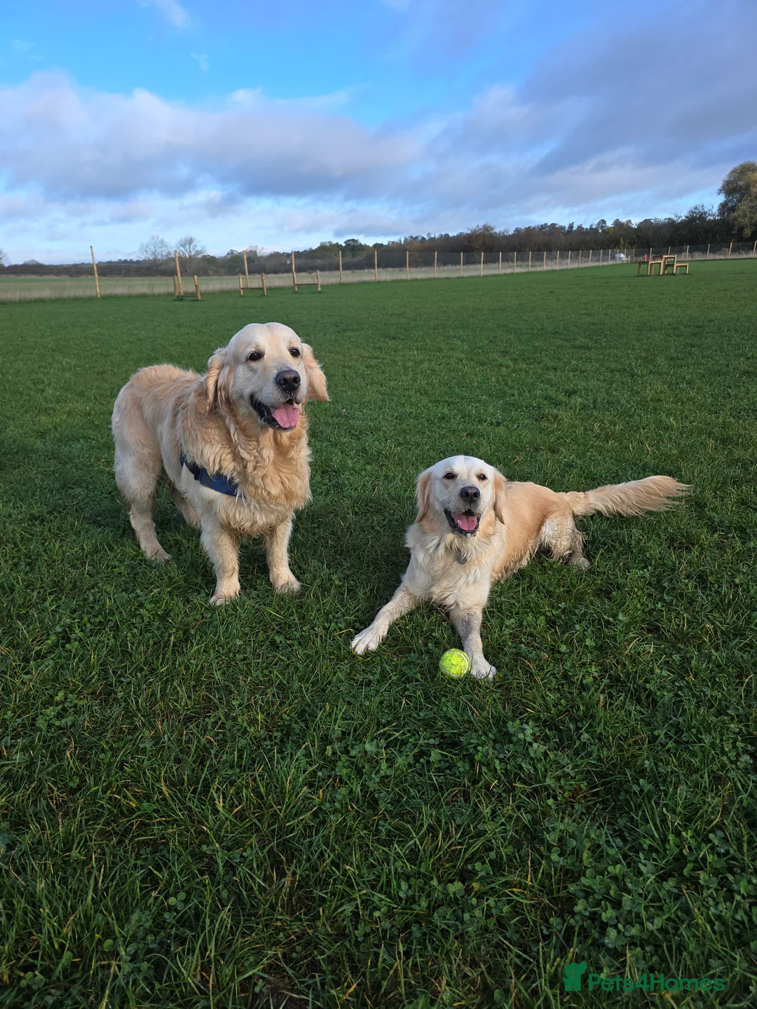 Golden Retriever dogs for sale: Health tested cream Golden Retriever pups - Advert 9