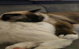 Ragdoll cats for sale: 💎 2 Exceptional Pedigree Ragdolls-young adults💎 - Image 18