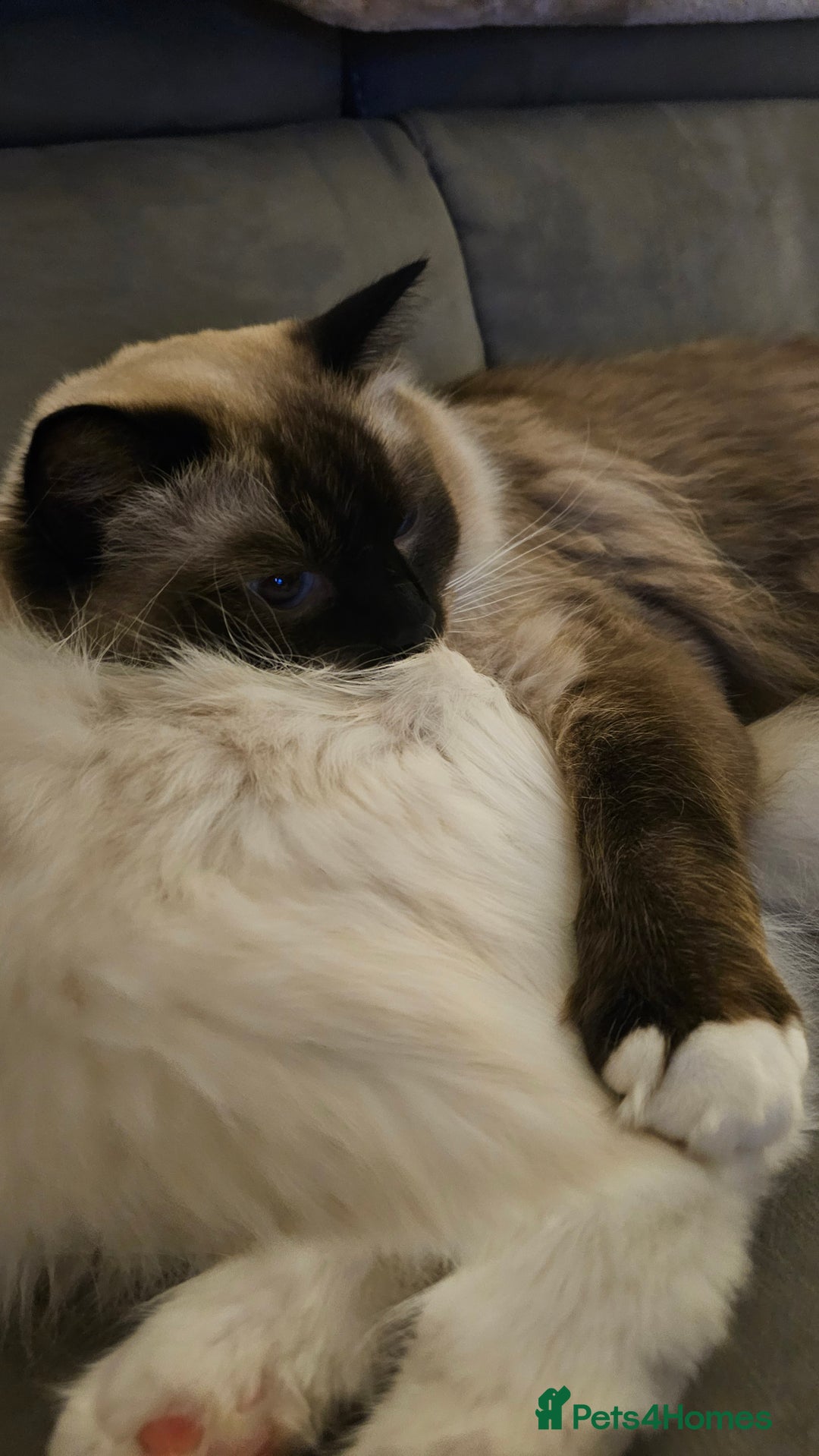 Ragdoll cats for sale: 💎 2 Exceptional Pedigree Ragdolls-young adults💎 - Image 18