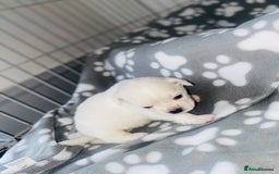 Chug dogs for sale: Chug puppies - Image 6