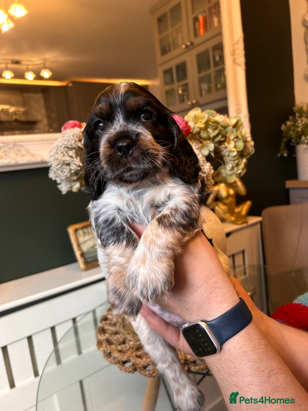 Cocker Spaniel dogs for sale: Cocker Spaniel Puppies * One Girl Remaining * - Advert 10