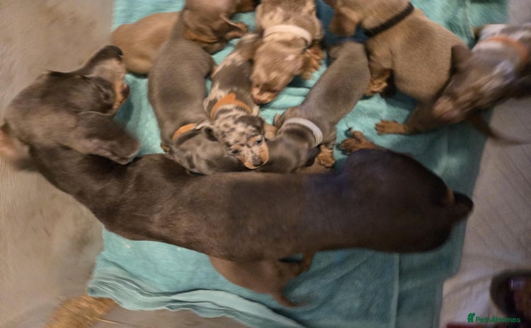 Miniature Dachshund dogs - Advert 1