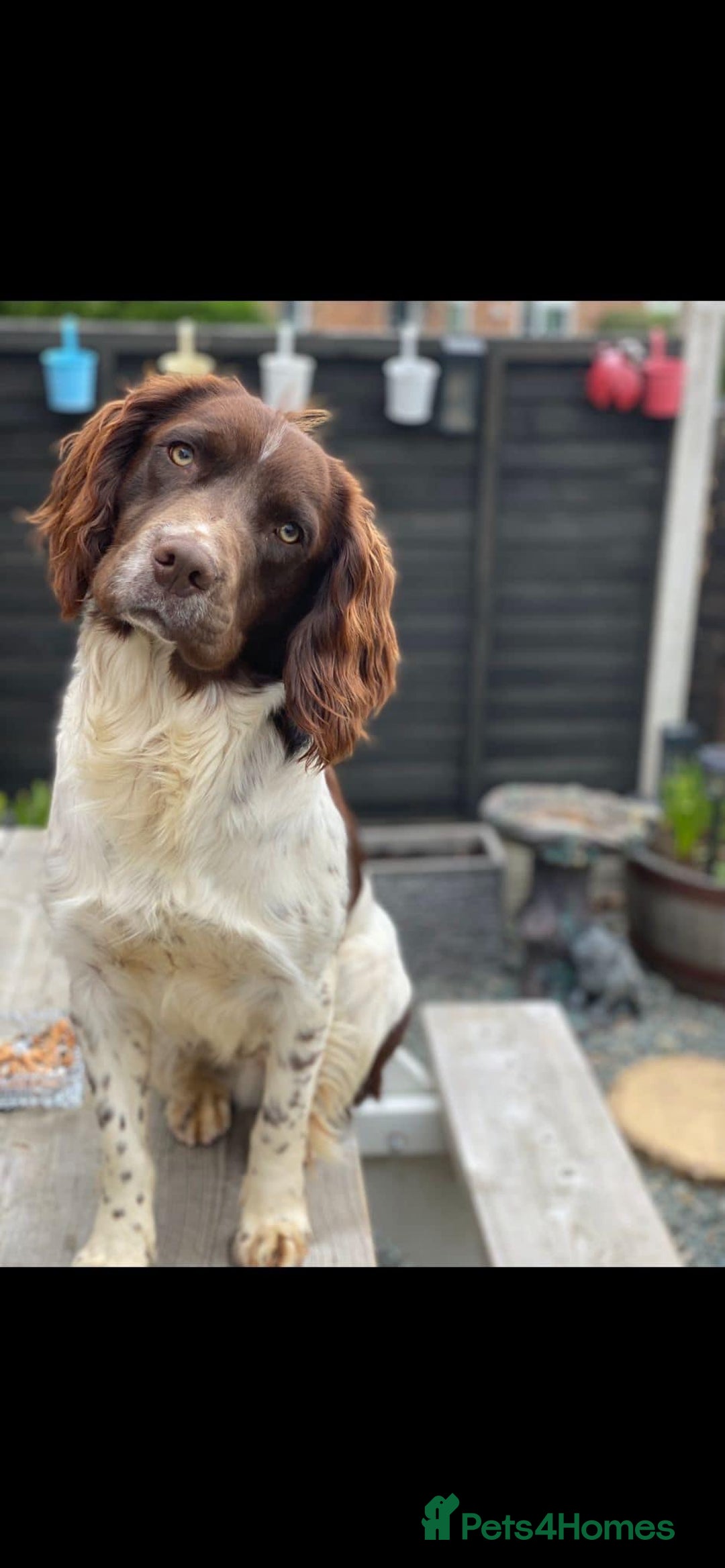 English Springer Spaniel dogs for sale: English Springer Spaniel Puppies - Advert 26