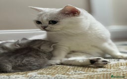 British Shorthair cats for sale: 2 TICA registered BSH kittens  - Image 2