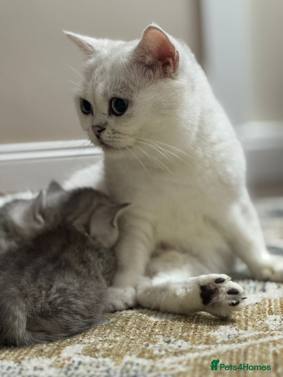 British Shorthair cats for sale: 2 TICA registered BSH kittens  - Image 2